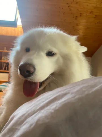 tempImagebehrQP