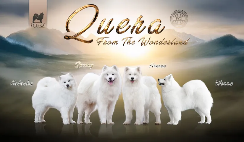 Quera-auto