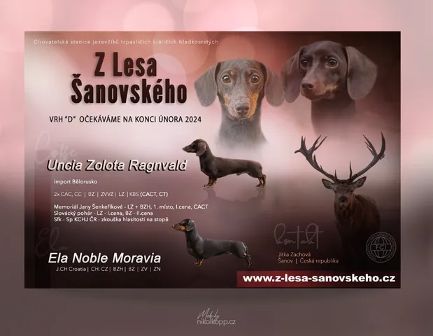 z lesa šanovskeho-D