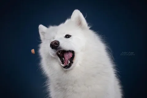 82763246_3874824439197948_7497177904103555072_o