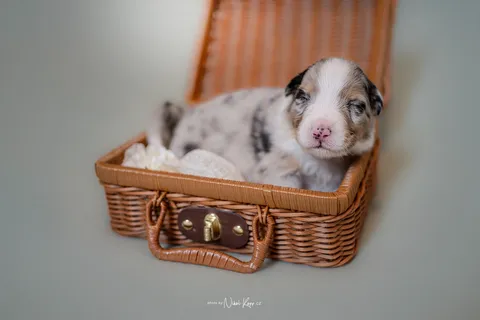 AUO-PUPPY-25 kopie