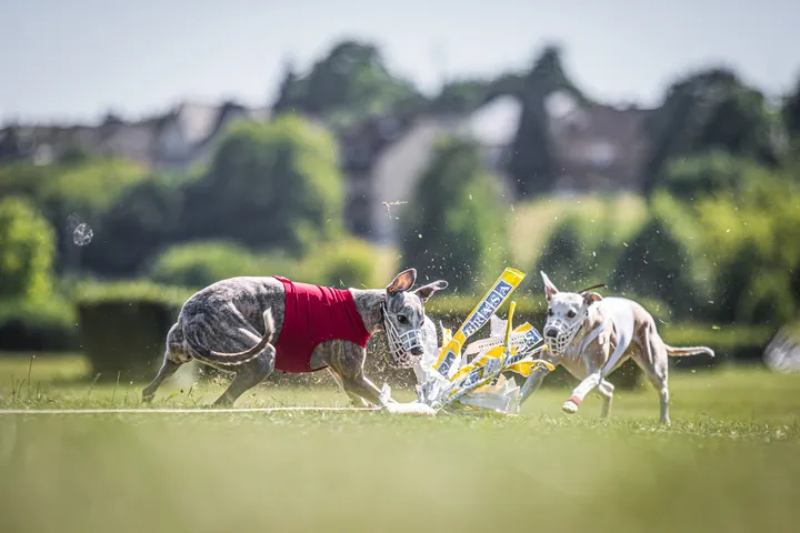 coursing6-2