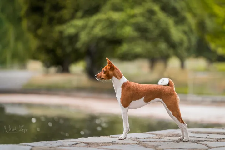 basenji-5-web