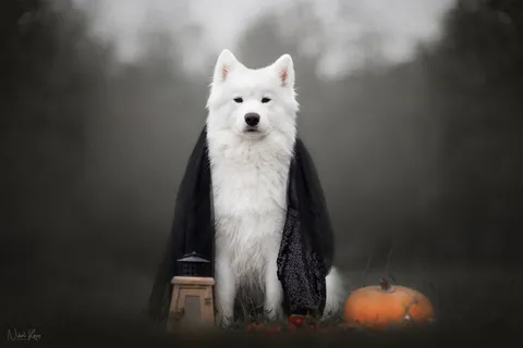 halloween Herriet kopie