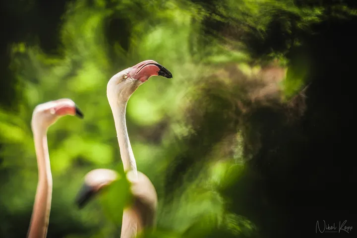 zoo-zlin6